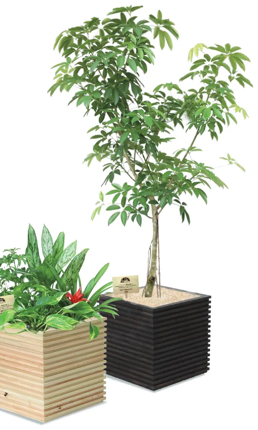 縦に積み、横にも広がるコズミ