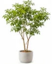 Lサイズプランの植物イメージ