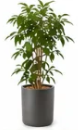 LMサイズプランの植物イメージ