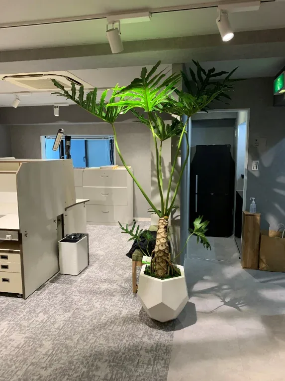 オフィスへの観葉植物レンタル設置事例（東京都 杉並区）